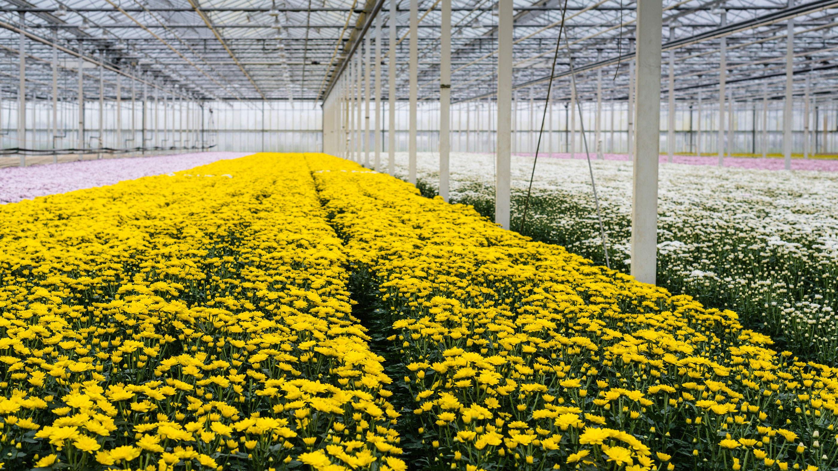 Nursery rows of plants