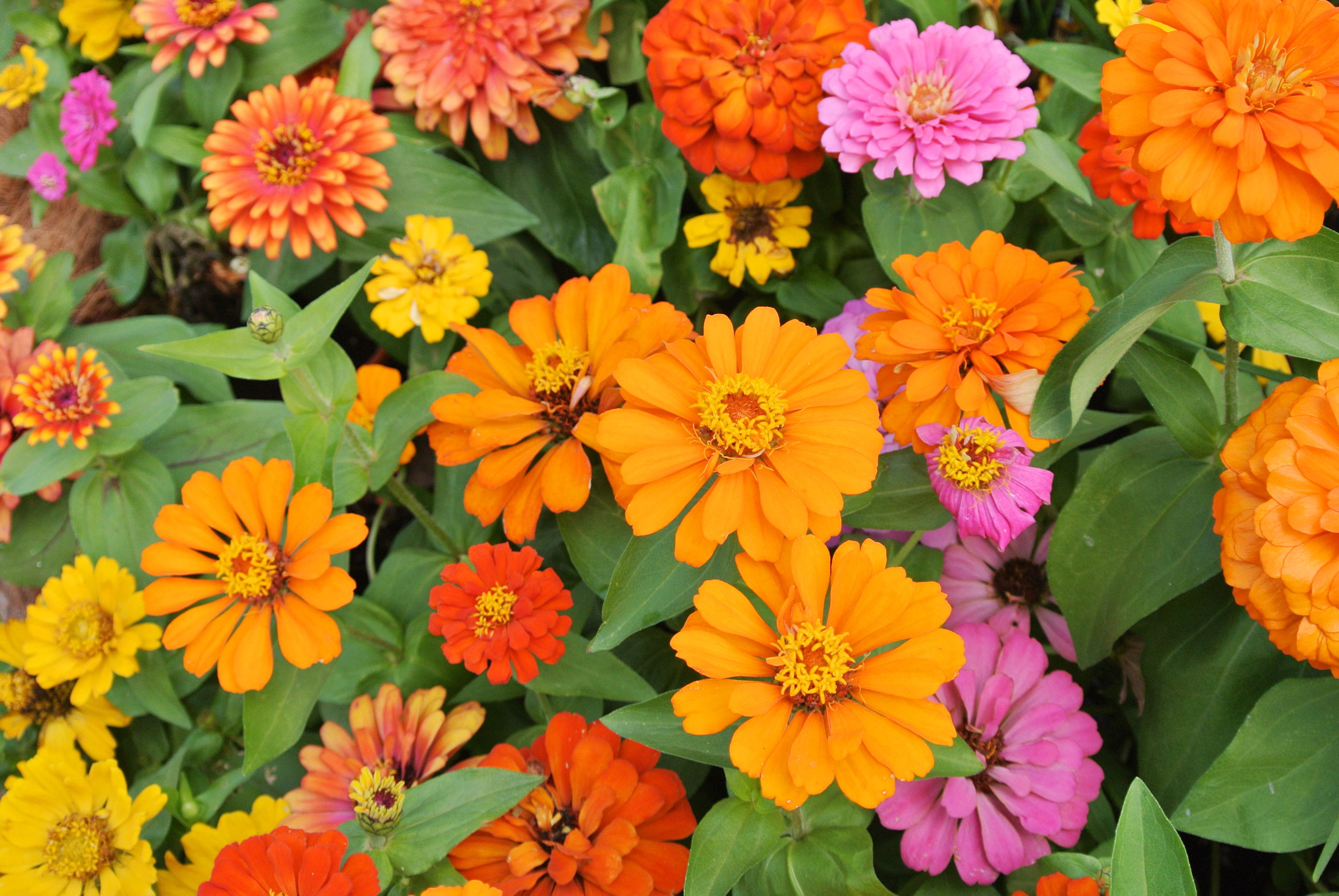 Zinnias